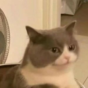 Meet your Posher, Abigail